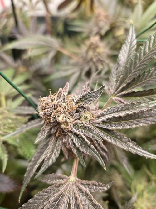 ☆☆  Jealousy & Bruce Baner ☆☆. Week 14