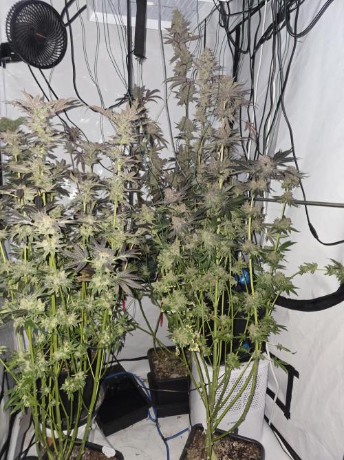 ☆☆  Jealousy & Bruce Baner ☆☆. Week 14