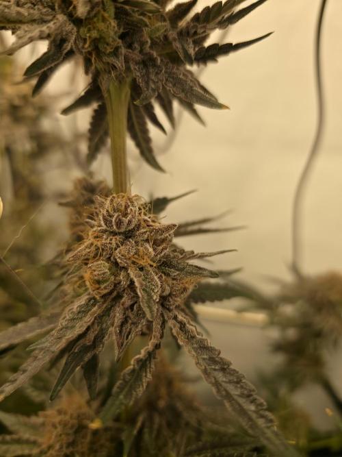 ☆☆  Jealousy & Bruce Baner ☆☆. Week 14