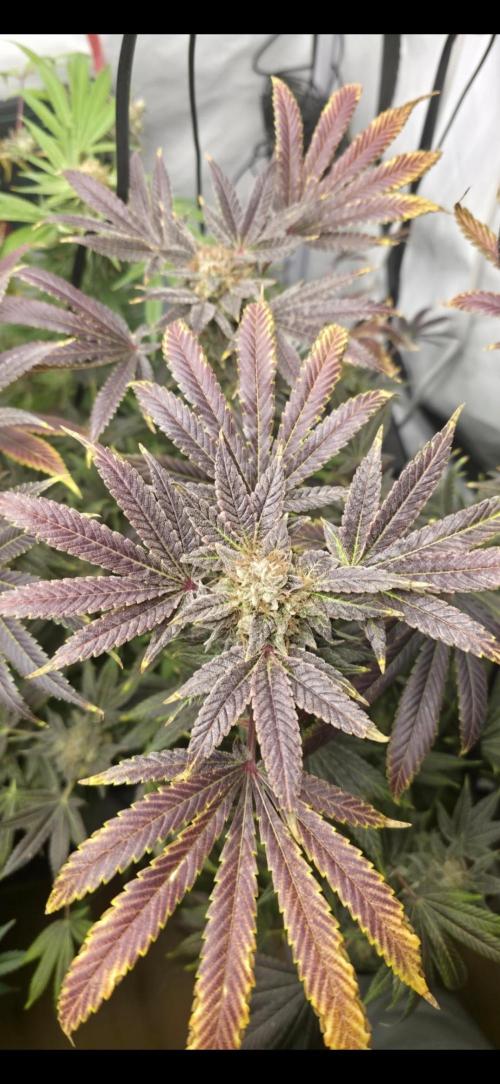 ☆☆  Jealousy & Bruce Baner ☆☆. Week 14