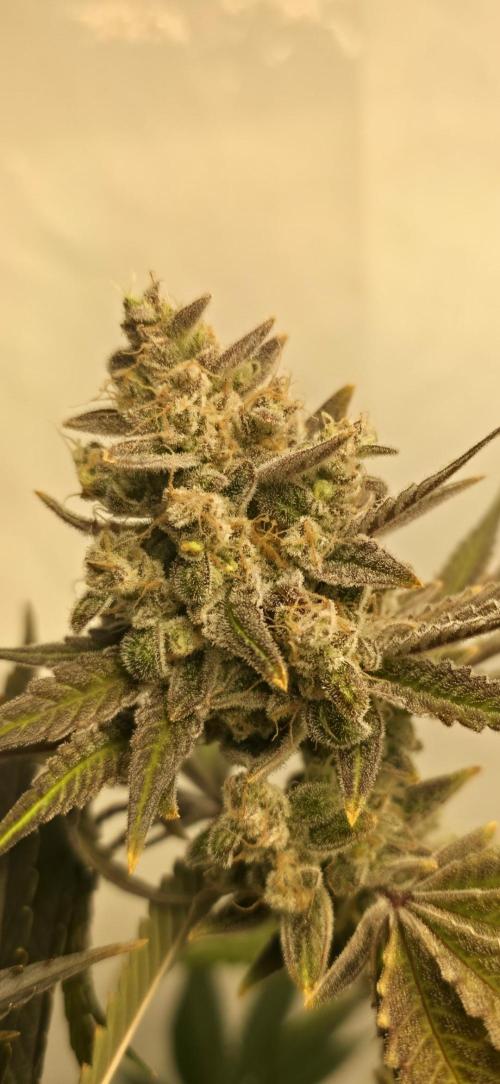 ☆☆  Jealousy & Bruce Baner ☆☆. Week 14