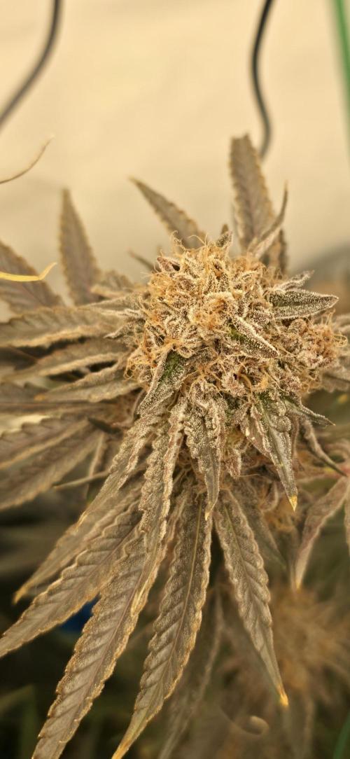 ☆☆  Jealousy & Bruce Baner ☆☆. Week 14