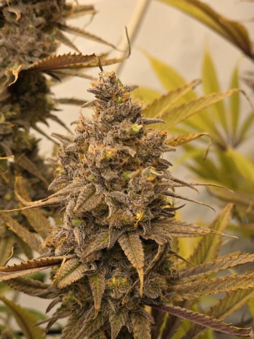 ☆☆  Jealousy & Bruce Baner ☆☆. Week 14