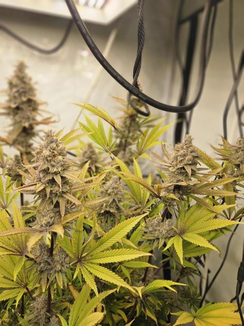 ☆☆  Jealousy & Bruce Baner ☆☆. Week 14