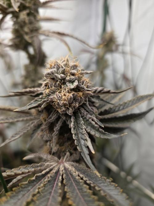 ☆☆  Jealousy & Bruce Baner ☆☆. Week 14