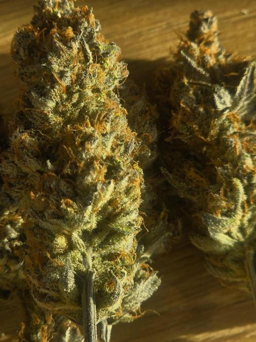 ☆☆  Jealousy & Bruce Baner ☆☆. Week 15