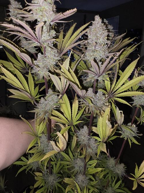 ☆☆  Jealousy & Bruce Baner ☆☆. Week 15