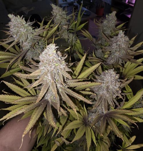 ☆☆  Jealousy & Bruce Baner ☆☆. Week 15