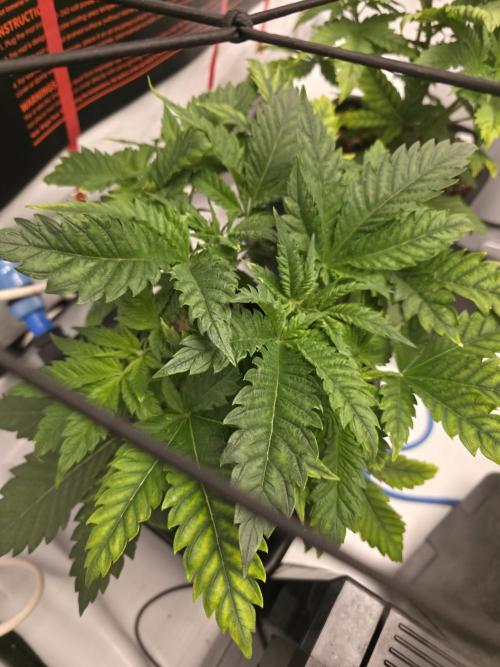 **Frozen Biscotti*. Week 4