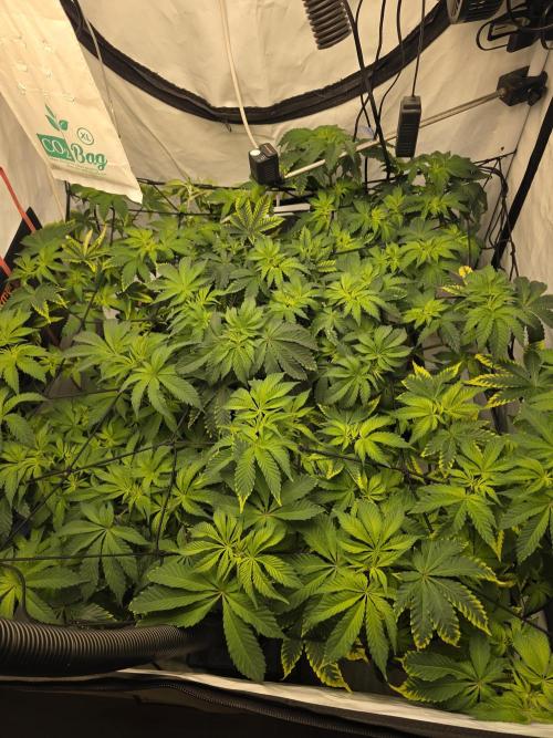 **Frozen Biscotti*. Week 6