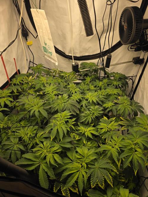 Frozen Biscotti. Week 6
