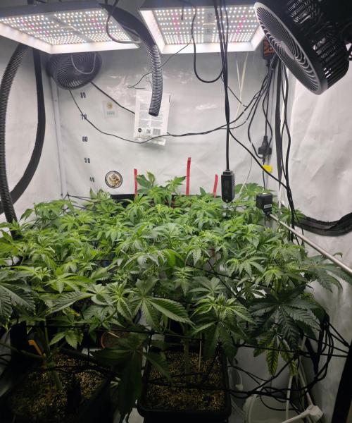 **Frozen Biscotti*. Week 7