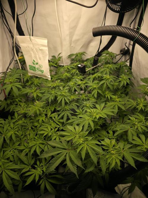 **Frozen Biscotti*. Week 8