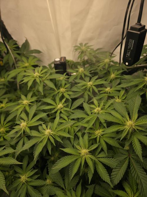 **Frozen Biscotti*. Week 9