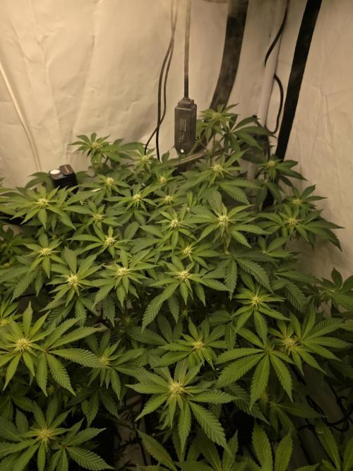 **Frozen Biscotti*. Week 9