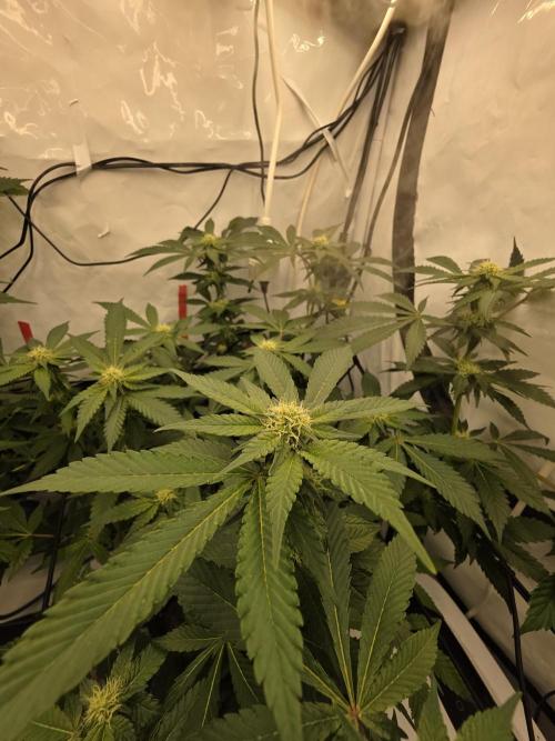 **Frozen Biscotti*. Week 10