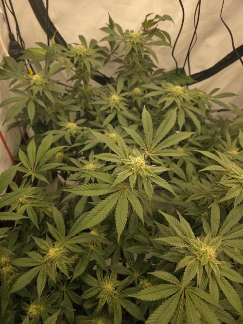 Frozen Biscotti. Week 11
