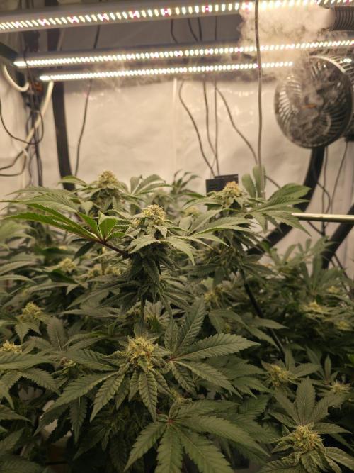 **Frozen Biscotti*. Week 12