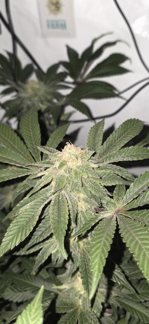 **Frozen Biscotti*. Week 12