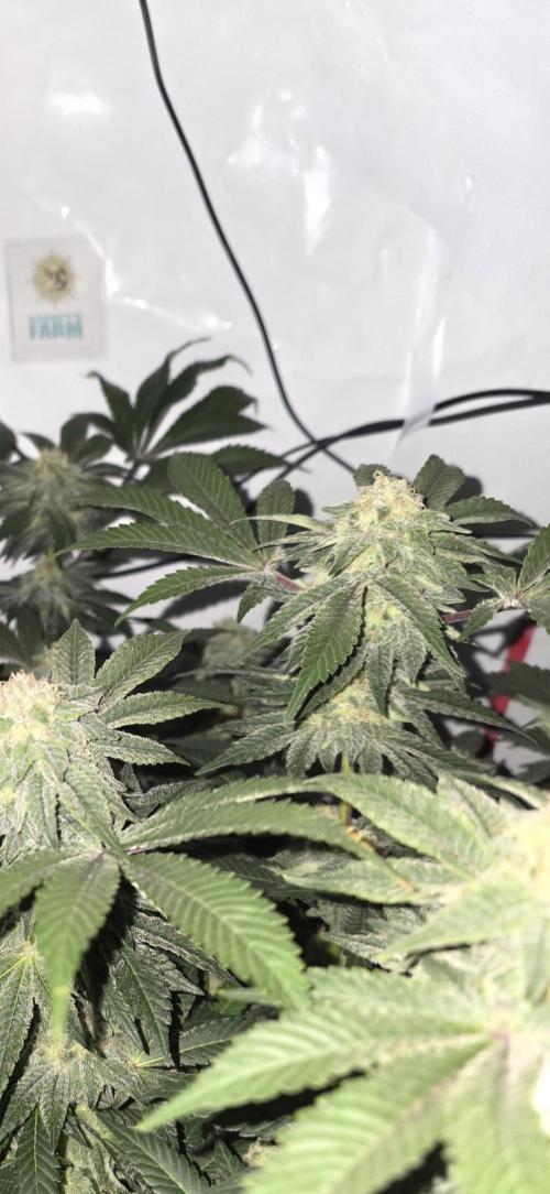 Frozen Biscotti. Week 12