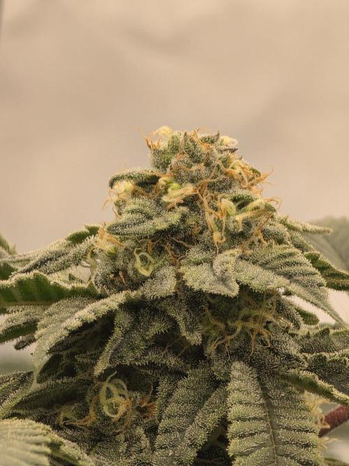 **Frozen Biscotti*. Week 12