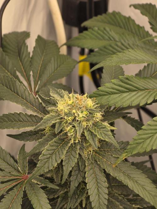 Frozen Biscotti. Week 12