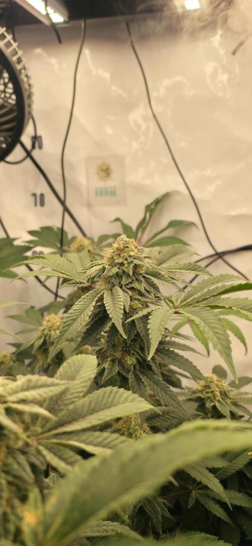 Frozen Biscotti. Week 13
