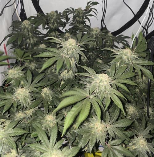 Frozen Biscotti. Week 13
