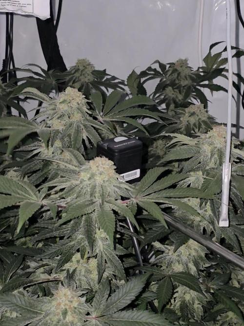 **Frozen Biscotti*. Week 13