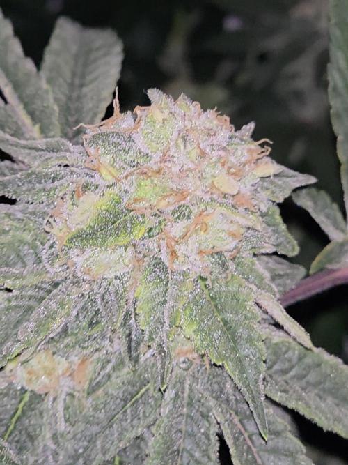 Frozen Biscotti. Week 13