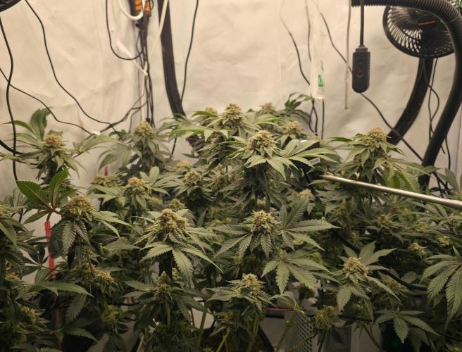 **Frozen Biscotti*. Week 14