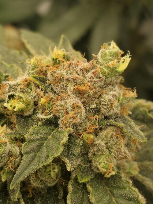 Frozen Biscotti. Week 14
