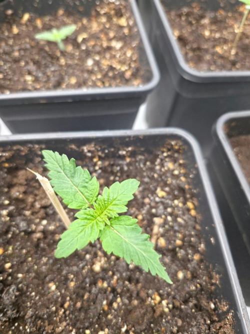 ☆Papaya Frosting & Mimosa EVO☆. Week 1