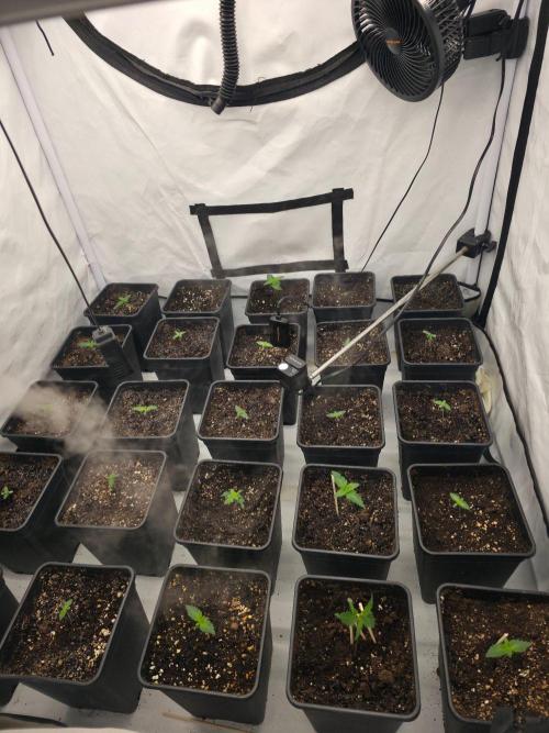 ☆Papaya Frosting & Mimosa EVO☆. Week 1