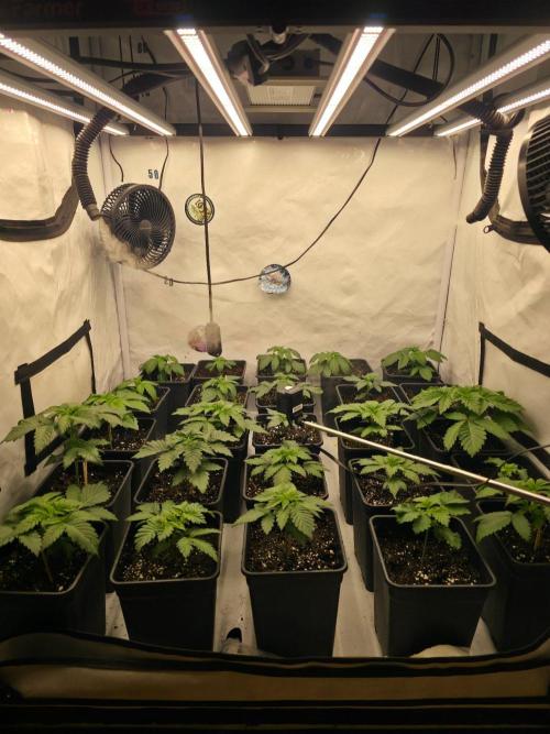 ☆Papaya Frosting & Mimosa EVO☆. Week 2