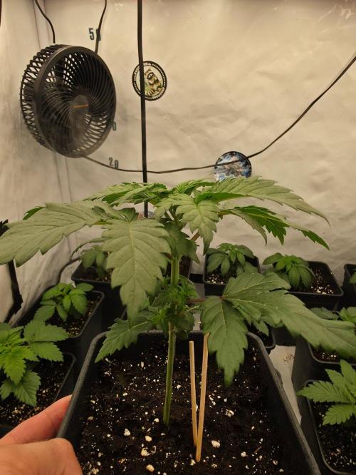 ☆Papaya Frosting & Mimosa EVO☆. Week 2