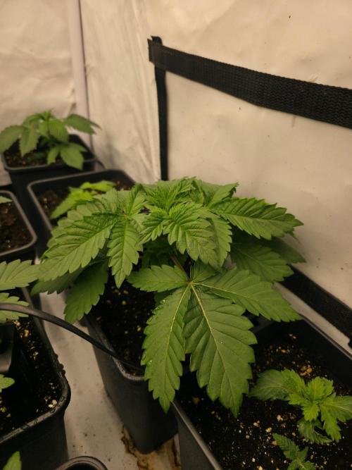 ☆Papaya Frosting & Mimosa EVO☆. Week 2