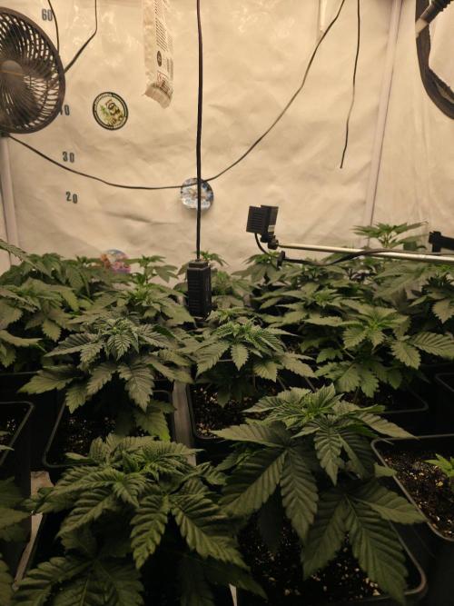 ☆Papaya Frosting & Mimosa EVO☆. Week 3