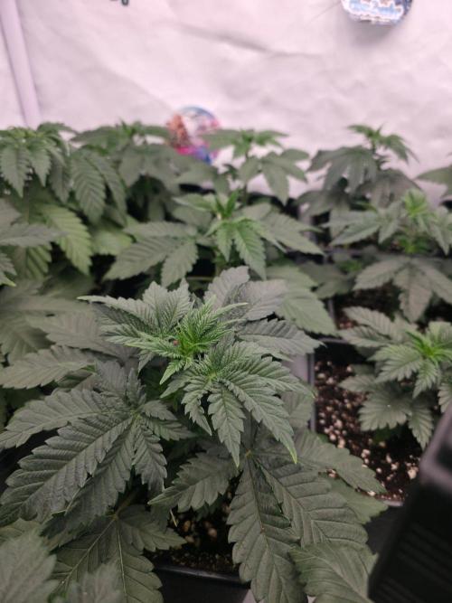 ☆Papaya Frosting & Mimosa EVO☆. Week 3