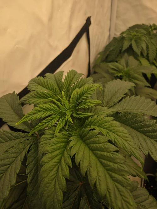 ☆Papaya Frosting & Mimosa EVO☆. Week 3
