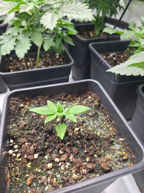 ☆Papaya Frosting & Mimosa EVO☆. Week 3 - Bye 😕