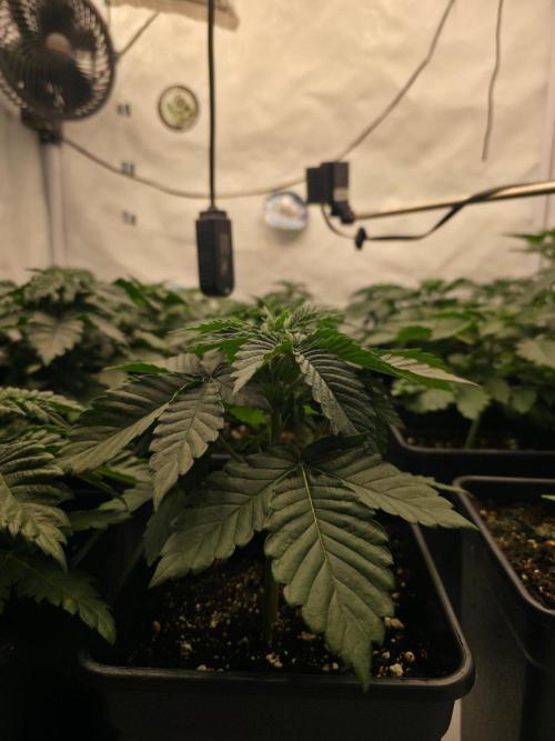 ☆Papaya Frosting & Mimosa EVO☆. Week 3