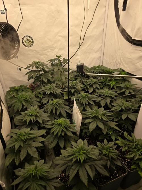 ☆Papaya Frosting & Mimosa EVO☆. Week 4