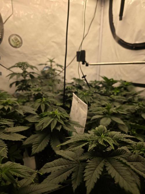 ☆Papaya Frosting & Mimosa EVO☆. Week 4