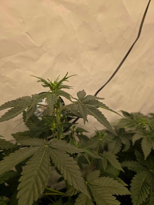 ☆Papaya Frosting & Mimosa EVO☆. Week 4