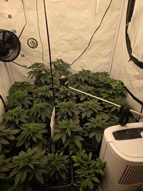 ☆Papaya Frosting & Mimosa EVO☆. Week 4