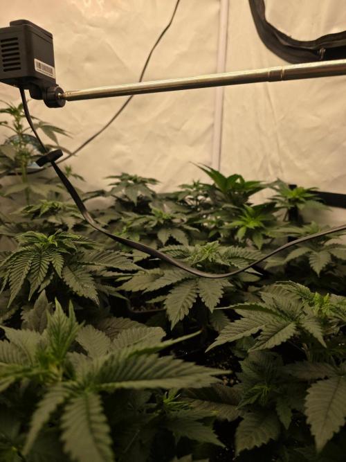 ☆Papaya Frosting & Mimosa EVO☆. Week 4
