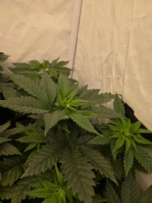 ☆Papaya Frosting & Mimosa EVO☆. Week 4