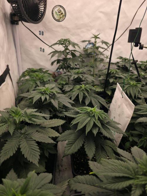 ☆Papaya Frosting & Mimosa EVO☆. Week 4