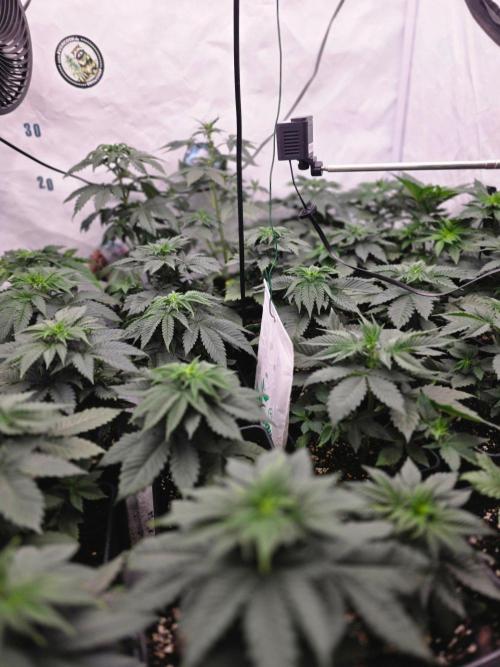 ☆Papaya Frosting & Mimosa EVO☆. Week 4